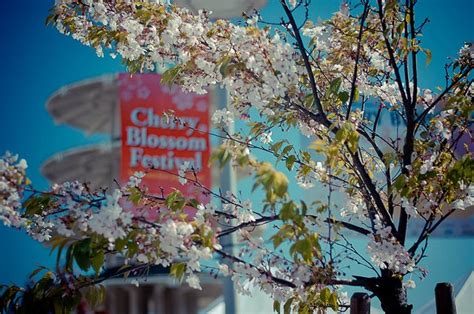 San Francisco Cherry Blossom Festival April 8th, 9th, 15th, 16th in ...