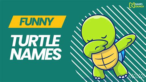 Funny Turtle Names (Clever & Cute Ideas) - Names Crunch