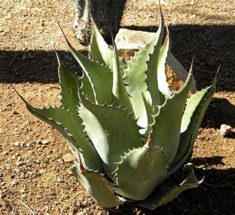 Durangensis Agave Durangensis Pukubook