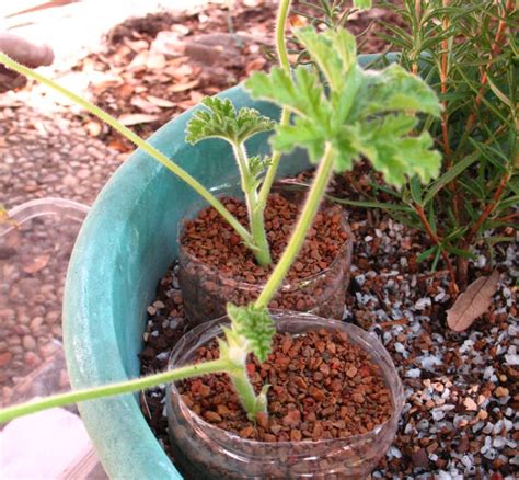 Citronella Plant Easy Guide How To Grow The Mosquito Plant