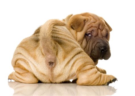 How Do You Express A Dogs Anal Glands news