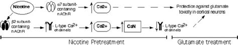 Schematic Diagram Of The Mechanism Underlying The Neuroprotective