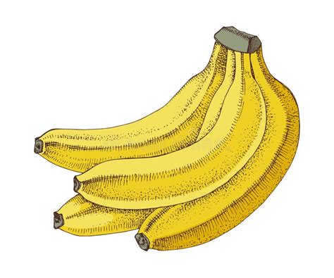 Banana Bunch Stock Illustrations 11538 Banana Bunch Stock