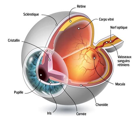 Oeil Quest Ce Que Le Globe Oculaire Fiches Santé Et Conseils