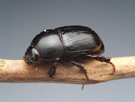 African Black Beetle Identification Life Cycle Damage Treatment Faqs