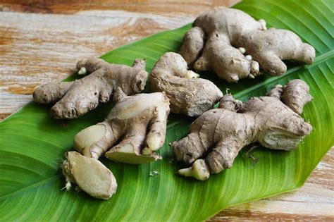 Rhizome Of Ginger