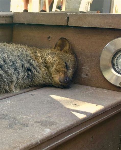 Quokka sleeping on park bench.http://bit.ly/2G0UfQ6 | Quokka animal, Worlds cutest animals, Cute ...