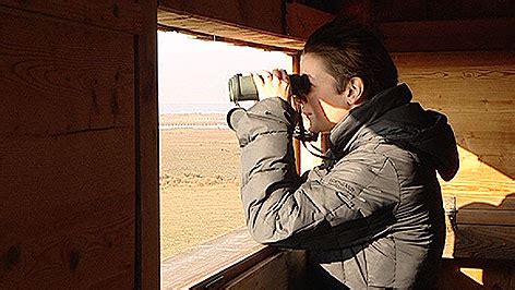 Z Hlung Seeadler Im Aufwind Burgenland Orf At