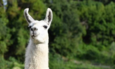 Llamas Vs Alpacas The 5 Main Differences Explained A Z Animals