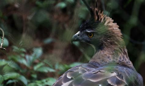 Fakta Elang Jawa Burung Pemangsa Inspirasi Lambang Garuda