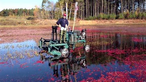 Cranberry Harvesting Q And A Img 0970 Youtube