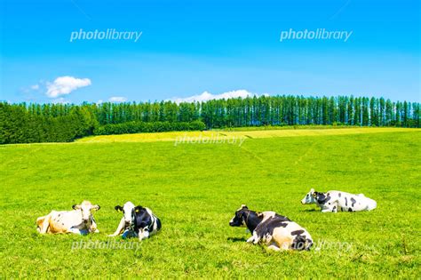 北海道の牧場 牛 乳牛 写真素材 4631000 フォトライブラリー Photolibrary