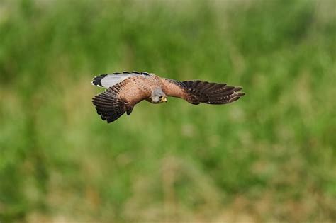 Premium Photo Common Kestrel Falco Tinnunculus