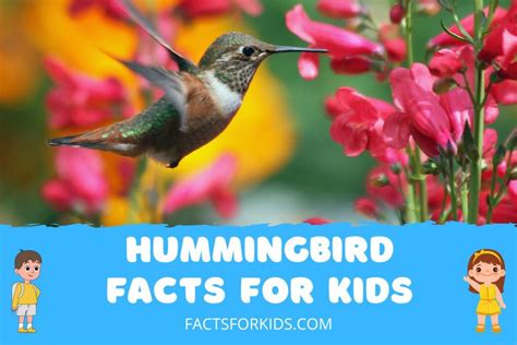 20 Hummingbird Facts For Kids To Flutter Your Mind With Facts For Kids