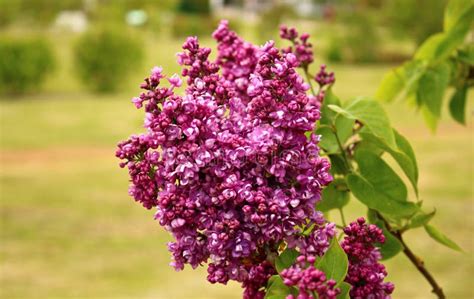 Beautiful Flowering of Lilac Bushes in Late Spring in Gardens and Parks ...