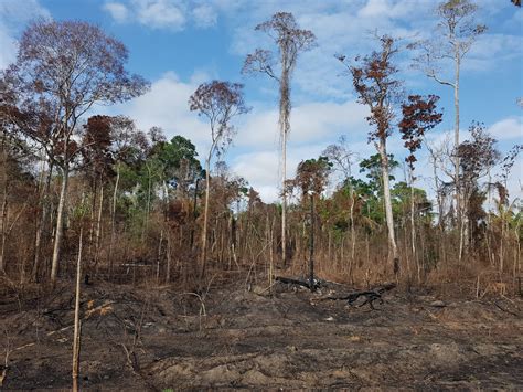 Human Activity Has Degraded More Than A Third Of The Remaining Amazon