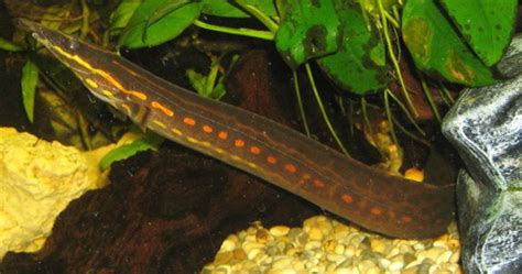 Fire Eel Mastacembelus Erythrotaenia Ultimate Care Guide Fish