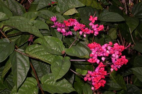 Clerodendrum Thomsoniae Lamiaceae Image 177091 At PhytoImages Siu Edu