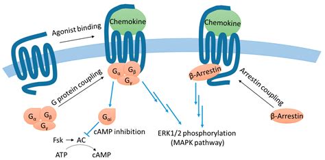 Ijms Free Full Text Influence Of Chemokine N Terminal Modification