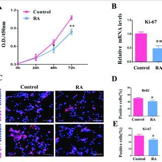 Ra Enhances Rpc Differentiation A The Qpcr Analysis Showed That The