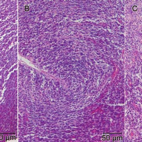 Photomicrograph Of Hematoxylin Eosin He Staining Histological