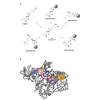 Putative Binding Mode Obtained Through Docking Experiments Considering