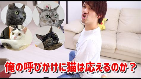 俺がどれだけ猫に好かれているか実験してみた Youtube