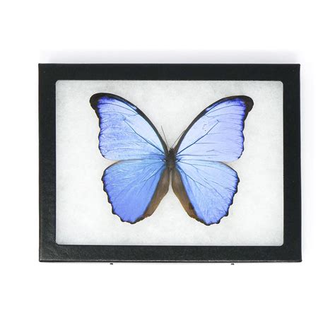 Framed Blue Morpho Butterfly Taxidermy Morpho Didius