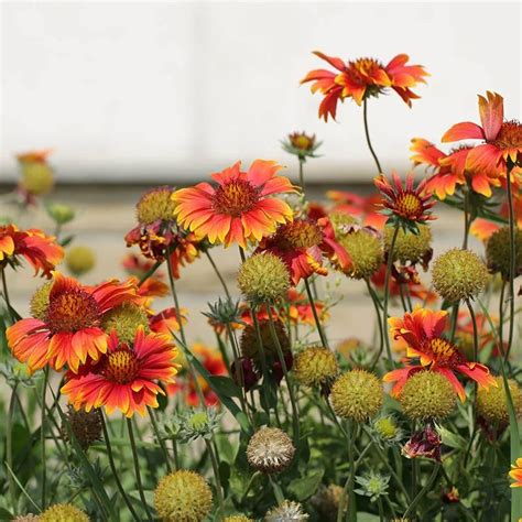 Blanket Flower Plant Blanket Flower Gaillardia X Grandiflora Native