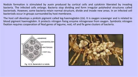 Nitrogen Assimilation In Plants Ppt