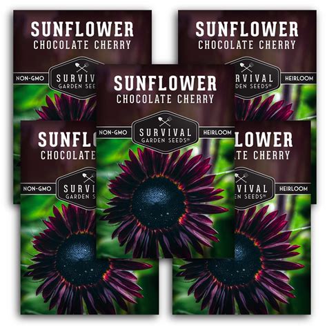 Sunflower Seeds to Plant – SurvivalGardenSeeds