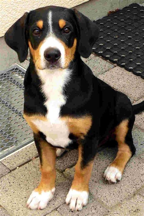 Entlebucher Sennenhund | DoGGy LovE | Pinterest