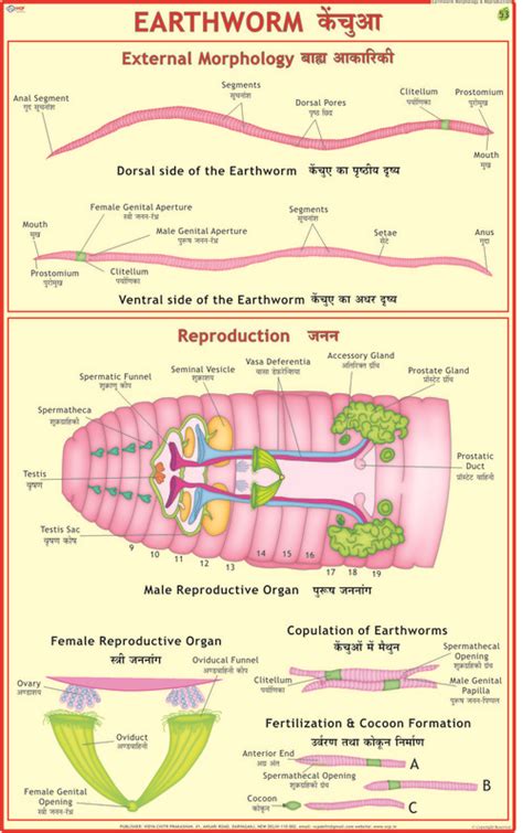 Earthworm: Ext. Morphology & Reproduction Chart at 275.00 INR in Delhi ...