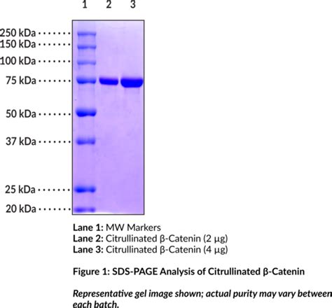 Citrullinated β Catenin human recombinant