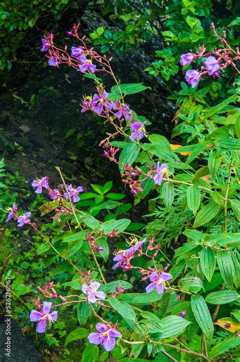 Mawlynnong A Village In The East Khasi Hills District Of The Meghalaya