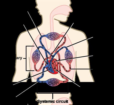 Circulatory And Respiratory Systems Openstax Concepts Of Biology