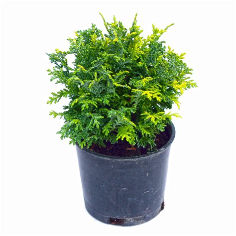 Golden Pin Cushion Cypress | Miniature Garden Plants for Sale