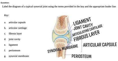 Solved Label The Diagram Of A Typical Synovial Joint Using The Terms Course Hero