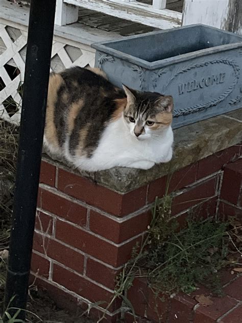 My Friends Fat Ass Cat R Chonkers