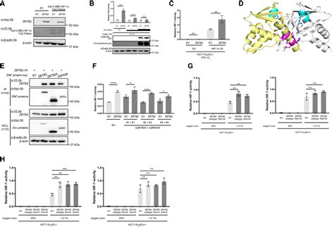 Zbtb2 Links P53 Deficiency To Hif‐1‐mediated Hypoxia Signaling To Promote Cancer Aggressiveness