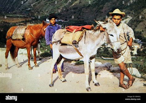 Reproduction Of Antique Postcard Shows Two Boy With Donkeys Circa 1960