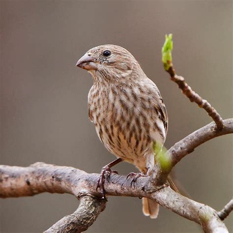 Robyn Newman on Instagram: “Female House finch #housefinch #finch #bird