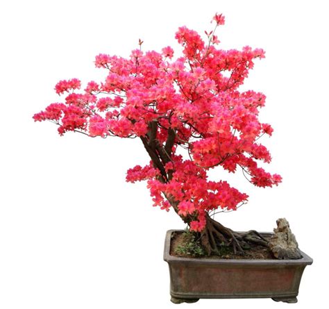 43 Pink Bonsai Trees