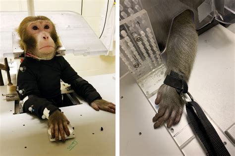 Animal Testing On Monkeys