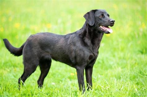 The Different Types Of Labrador Retrievers All Labrador Breeds With