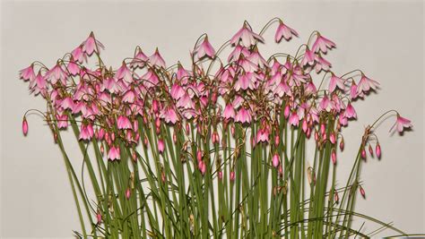 AGS Kent Show 2023 Trophies Alpine Garden Society