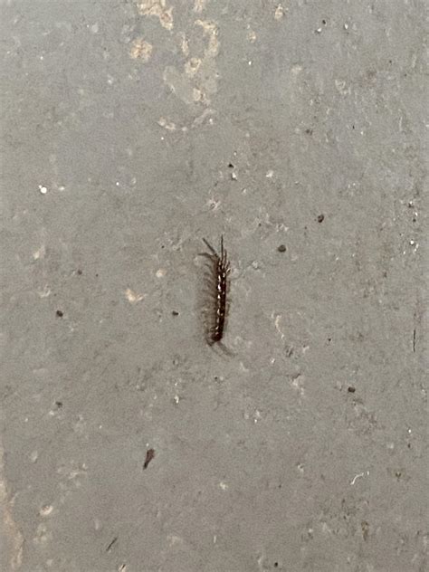 ID request: is this the poisonous centipede? Found in my basement. : r