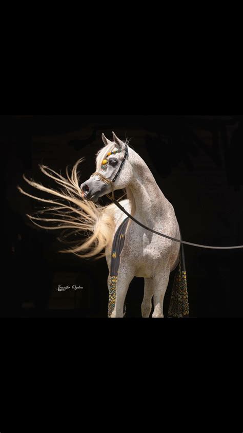 Arabian Horse Art Arabian Beauty Friesian Horse Mane N Tail Horse