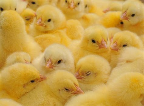 How To Sex A Chicken Eco Peanut