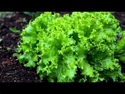 Hortaliça Que Gosta De Sombra - 7 tipos de hortaliças que podem ser plantadas na sombra – Noticias de STI